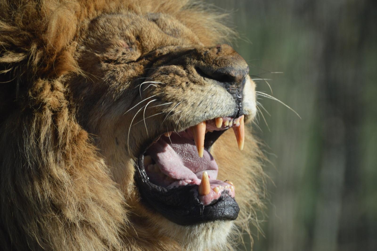 Roaring Lion